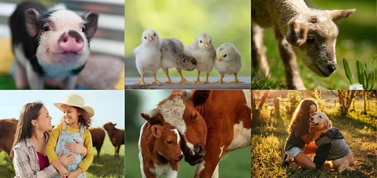 https://cruelty.farm/es/